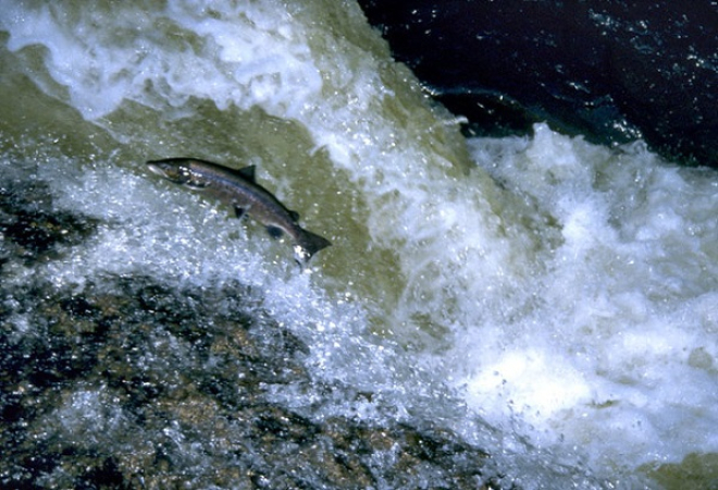 Atlantic Salmon Marine Scotland photo by Marine Scotland (copyright)