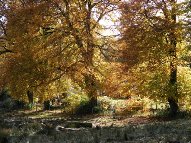  Autumn Trees by Philip Hardy