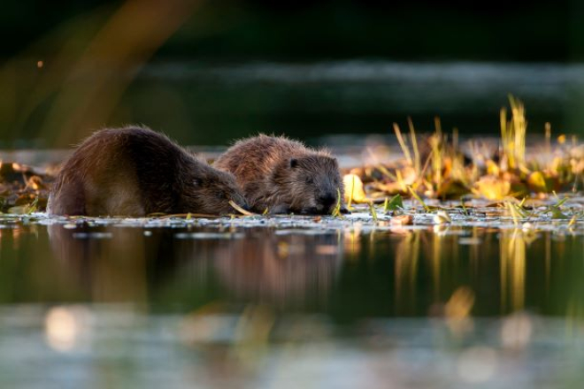 Beavers in water