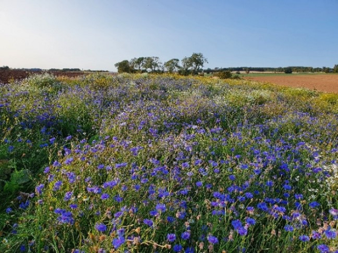 Birds & Bees Project Wildflower field