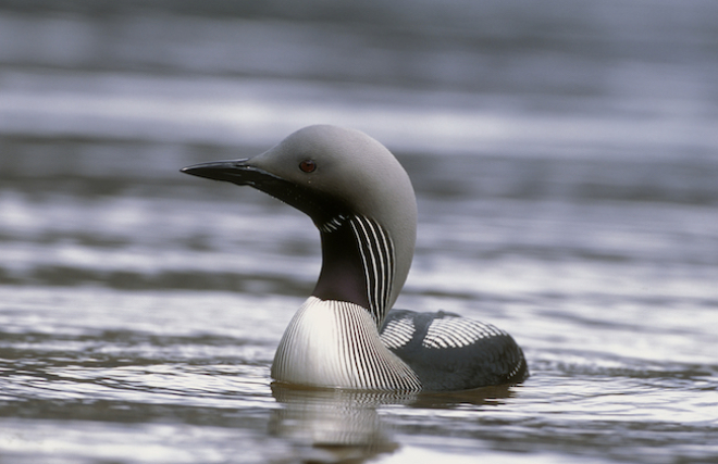 Black throated diver copyright Laurie Campbell, SNH