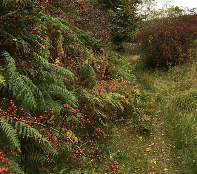 bracken