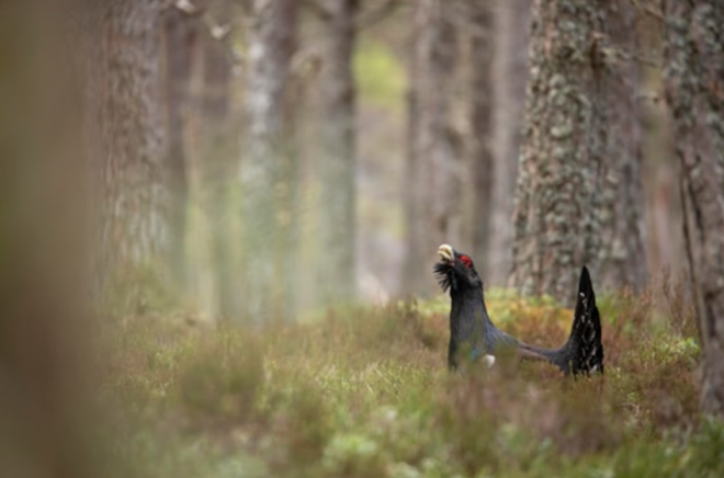 Capercaillie - Cairngorms National Park Authority