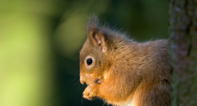 red squirrel