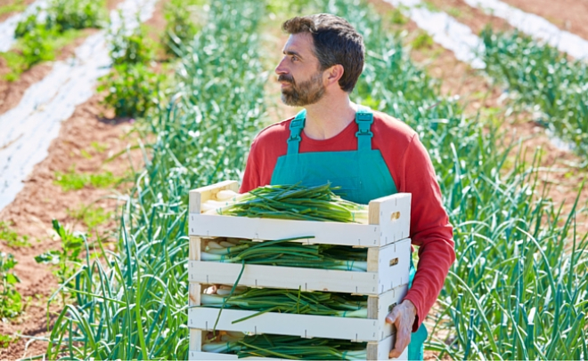 young farmer with spring onions