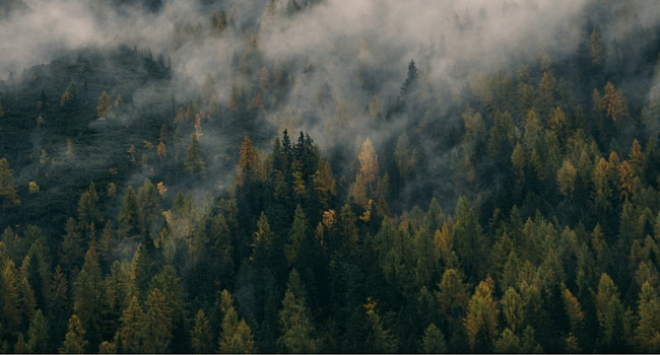 Overhead shot of misty forest