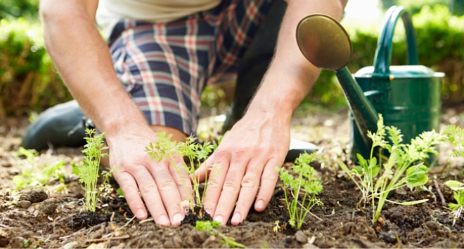 Man kneeling on ground planting plant