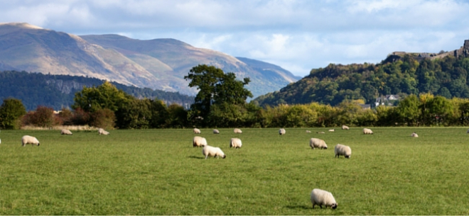 Sheep in field