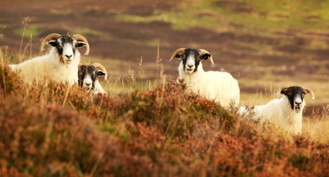 Sheep on hill