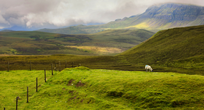 sheep in field