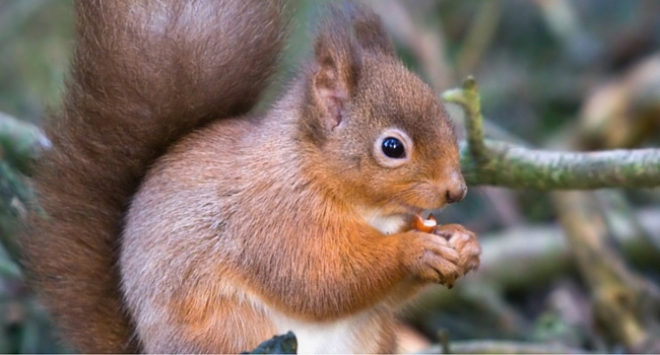 red squirrel 