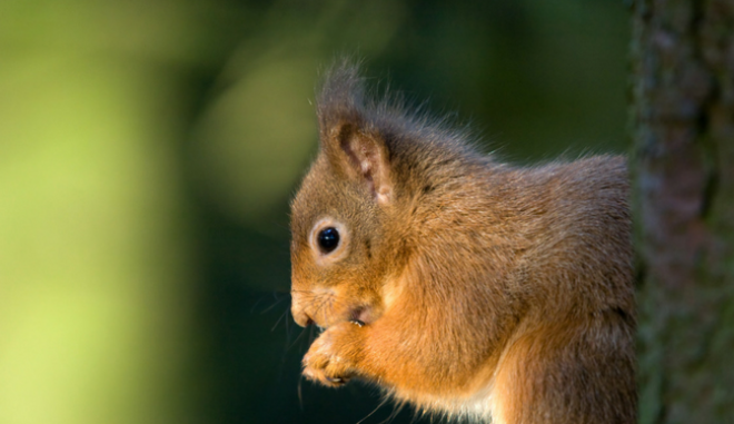 red squirrel