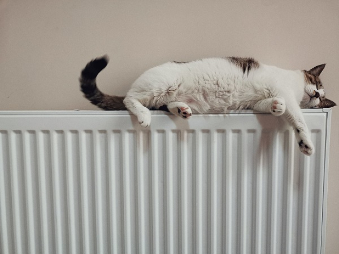 Cat on radiator 