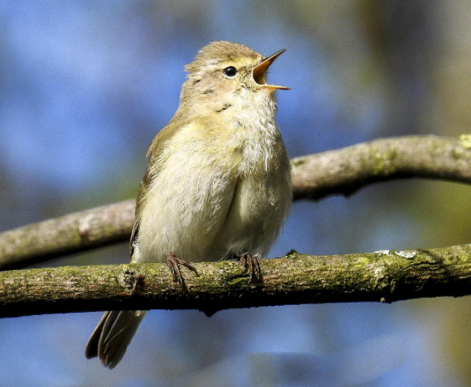 Chiffchaff - Image by Nature Scot