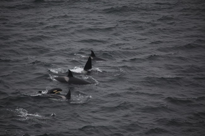 Orcas, copyright Colin Baird