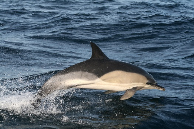 whale jumping