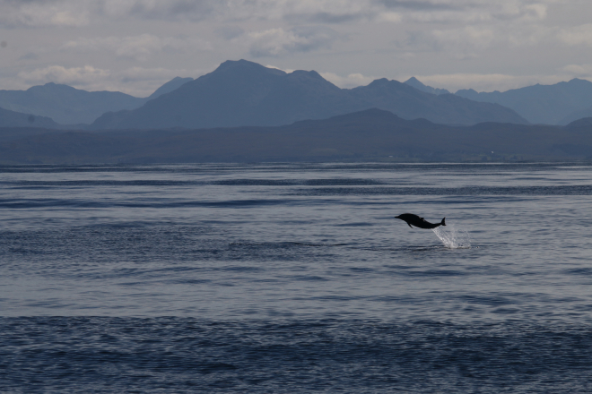 Common Dolphin, Hebrides copyright HWDT