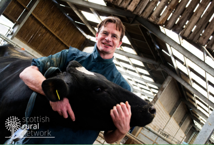 Vet with diary cow