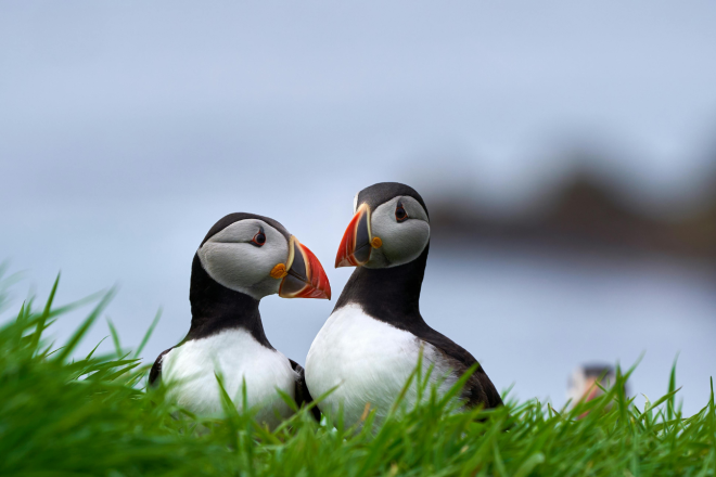 Puffins