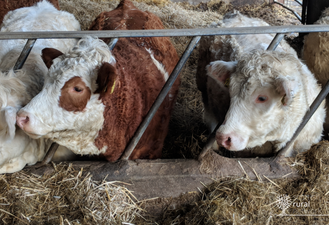 Cattle in shed 