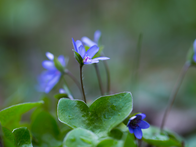 Liverworts 