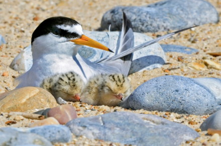 image of a Little Tern and chicks