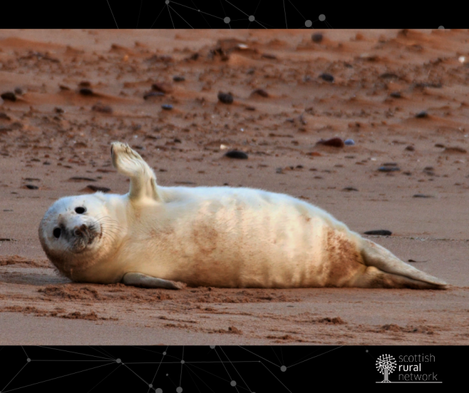 Waving pup at Forvie by Danny Bean/NatureScot