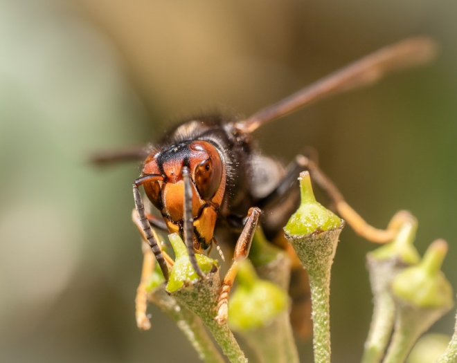 Asian Hornet by Aime Martin via Canva