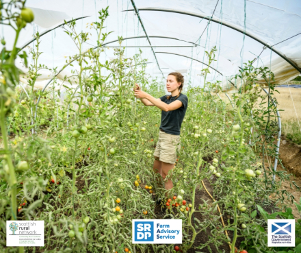 Mid 20s woman caring for tomato plants on smallholding farm⁠ (by JohnnyGreig - Canva)