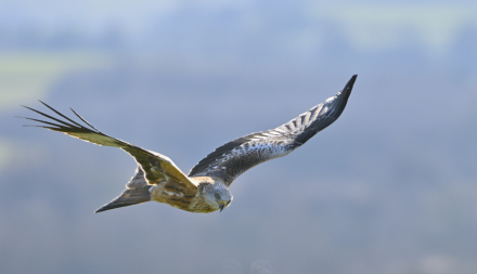 Red kite - landscape - pic by Lorne Gill-NatureScot