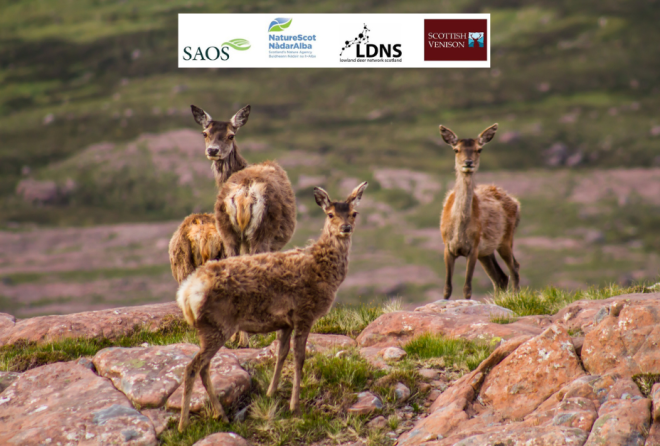 Deer near Applecross by C.S Photographic via Canva 