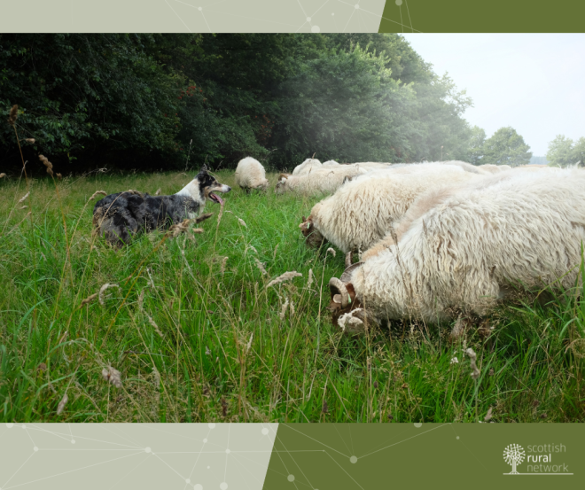 sheep dog herding demonstration by CaraMaria