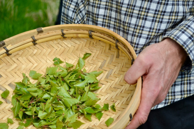 Hand holding a basket of foraged leaves