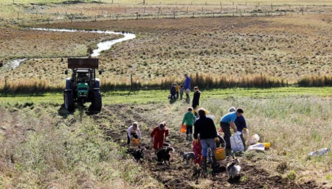 people working in croft field