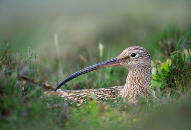 Curlew hiding in grass