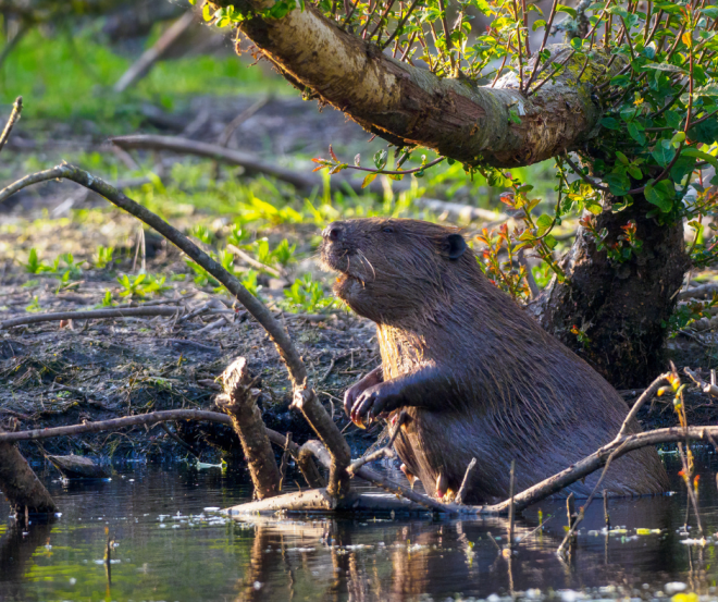 Eurasian Beaver (Castor fiber) by a pond in Scotland View by Gannet77 from Canva (17/12/2024)