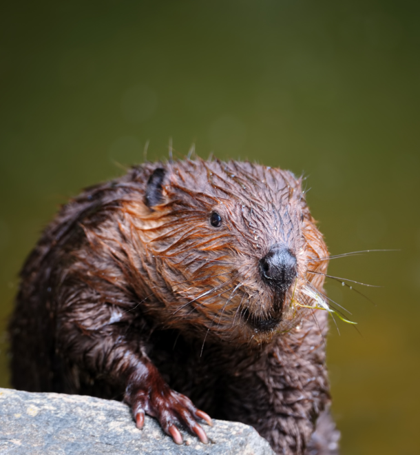 Eurasian beaver by Freder from Canva