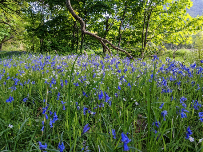 wildflowers at edge of field