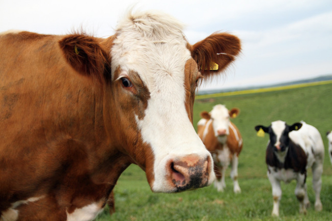 Cows in field