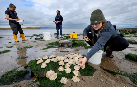 Bill Sanderson of Heriot Watt University, with Emmy Cooper-Young and Dom Rye with native oysters at Restoration Forth.