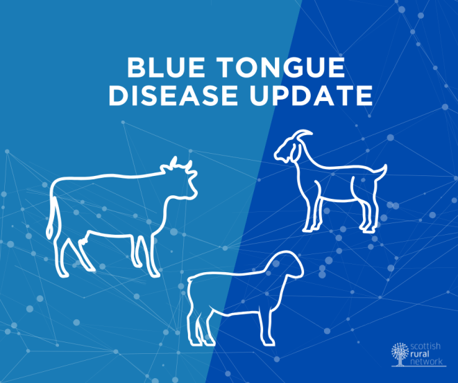 Bluetongue: how to spot and report the disease graphic