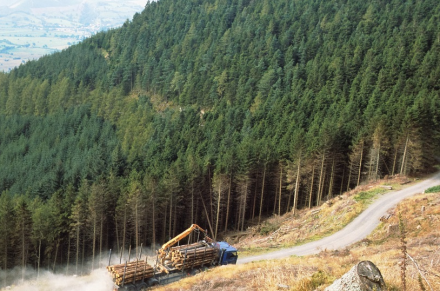 Economic impact of forestry - image of woodland being harvested 