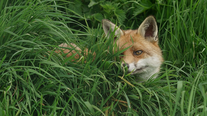 Fox - Photo by Peter Trimming on Flickr