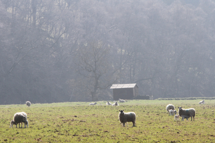 sheep in field