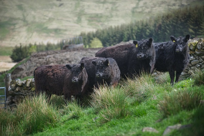 Galloway cattle, credit Ian Findlay