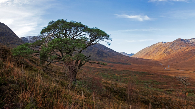 GlenLoyne Pine (picture by Bret Charman)