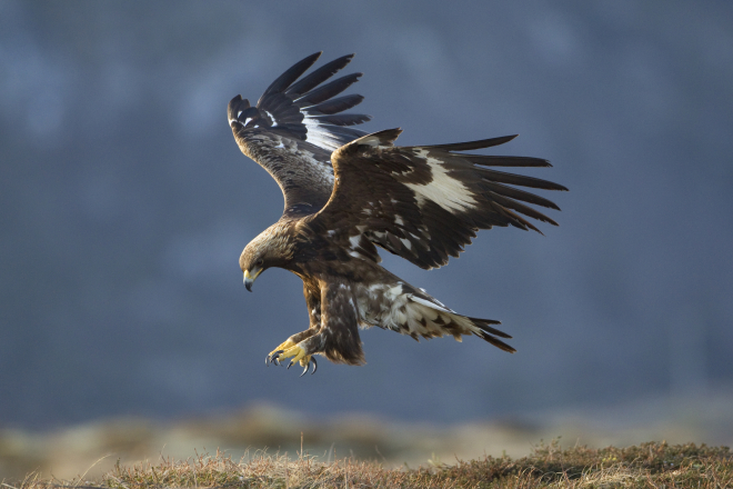 Golden eagle © Mark Hamblin  scotlandbigpicture.com (medium)