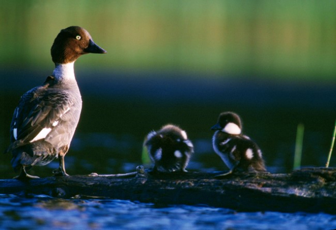 Goldeneye duck ©Laurie Campbell Photography