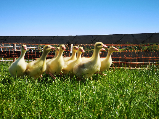 Goslings - photo by Claire Cameron