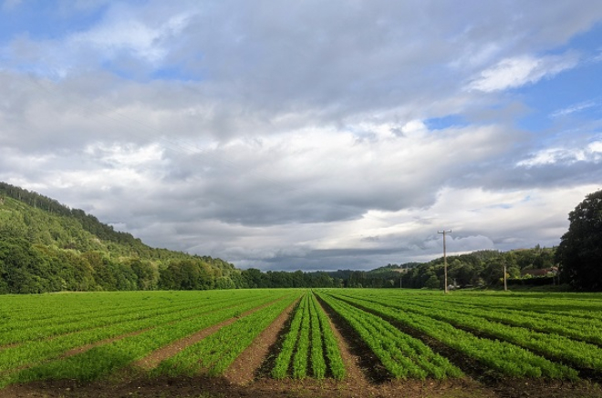 green field